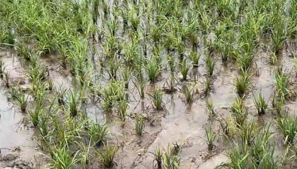 博主称曝光河南潢川县泥河水污染问题后遭电话威胁，警方已立案调查