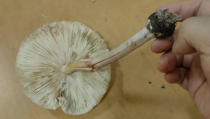 吃了这个,十堰10岁男孩进了PICU!全家多人中招……医生提醒