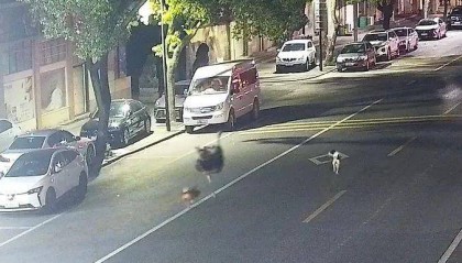 浙江车主一觉醒来傻眼了:谁干的?!警方:“肇事者”200斤,不是人