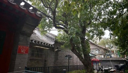 北京西城这两棵老枣树品种很少见，果实都是“葫芦娃”