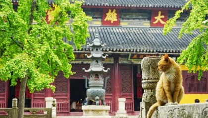 去寺庙吸猫的年轻人，把猫盘出了班味