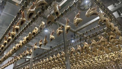 “没有一只鸡能活着飞出滑县”，道口烧鸡开启新纪元