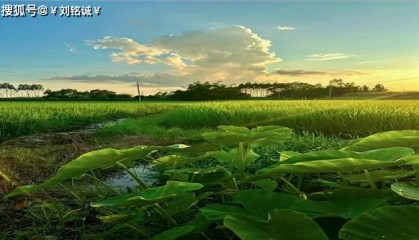 刘铭诚:8.18国际黄金原油期货交易后市行情走势预测及操作建议