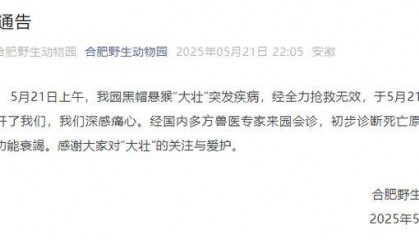 网红猴“大壮”突然离世！曾因方脸“丑”出圈