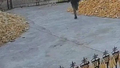 突发！老虎进村咬伤村民！家属：有两只！最新消息→