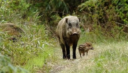 国家林草局回应“野猪致害事件”