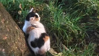 成都一流浪猫遭箭射穿身体,多人曾目睹有人射杀小动物,警方介入调查