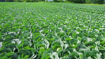 中国籍两兄弟在日本偷走3200颗包菜,被菜农当场抓获,被捕时不认罪