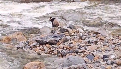 游客在陕西龙吟峡偶遇大熊猫过河,景区:系纯野生秦岭大熊猫,今年首次发现