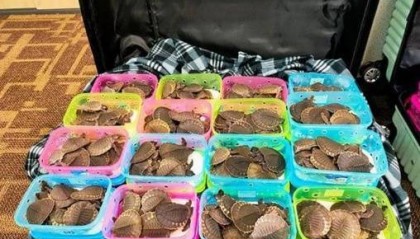 七个行李箱装满,两女子想走私4300多只乌龟,吉隆坡机场被捕