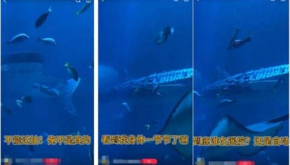 海洋馆里的鲸鲨竟是“机器鱼”，游客怒了！假鲸鲨贵的也要千万元，专家：确实有难处