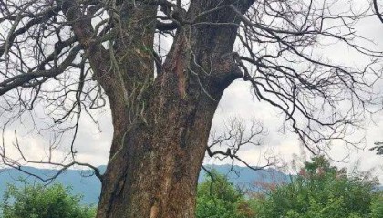 判了！四名男子钻孔灌注农药，毒死5棵百年古樟树