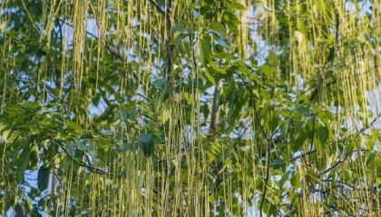 武汉这条路上大量出现,长达1米!到底是啥?