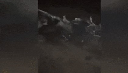 击落F-16?俘虏巴基斯坦飞行员?为啥印度媒体都宣传印度赢了?