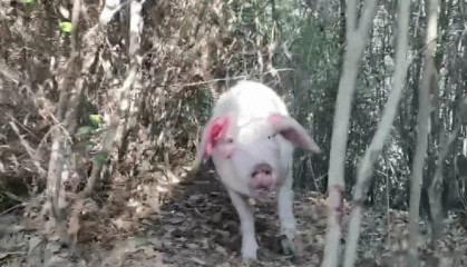 300多斤的猪跳过1.5米高钢板门，失踪26天，失主：找回时还有280多斤！