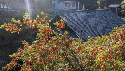 甘肃一男子采挖3株野生红豆杉移栽到花盆被判刑判赔 此树国家一级重点保护，动不得！