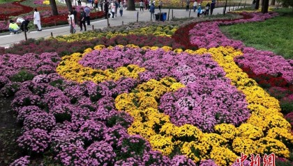 北京：游客漫步“菊海花田” 感受秋日盛景