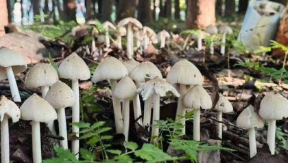云南姑娘今年在杭州采了200斤鸡枞菌!专家提醒