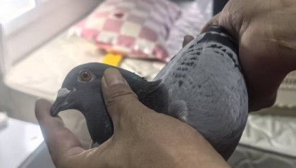 “身价”50万的信鸽“不翼而飞”！盗鸽贼竟是......