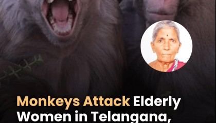 印度女子煮水洗澡遭猴群袭击,惊吓中热水泼到自己身上,烫伤身亡