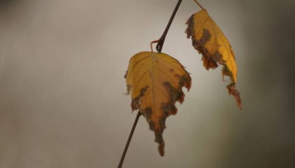 强冷空气带走“2”字头气温，上海今明迎来本轮最冷时段，新冷空气已候场