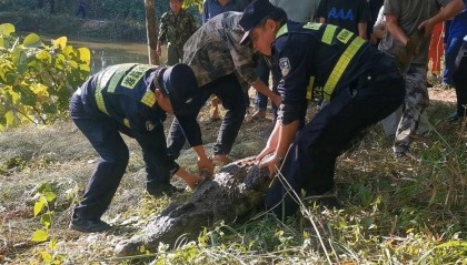 云南一310斤鳄鱼凌晨破笼脱逃:在鱼塘找到,特警开枪击毙
