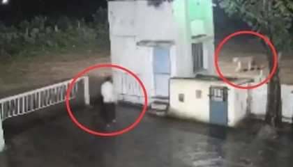 印度一男子后院与狮子相逢,双方都被吓懵,狮子扭身先逃