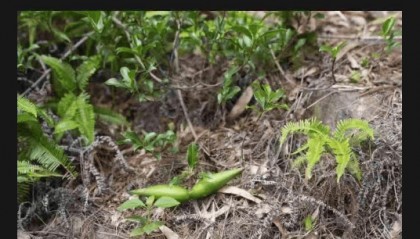 大片连根铲除！深圳一公园“火速响应”引质疑，网友为它喊冤