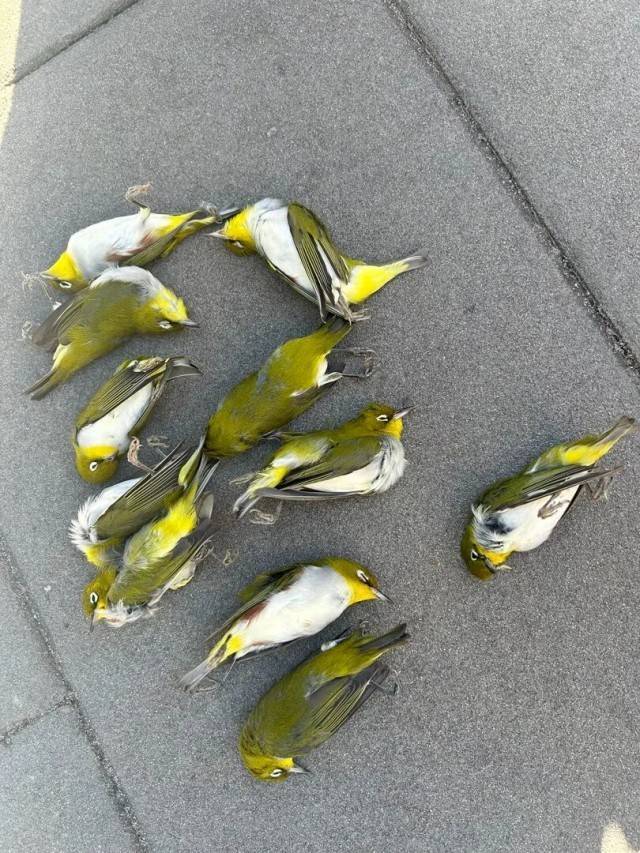 北京一座大厦楼下躺了14只鸟,12只已死亡!元凶竟是玻璃