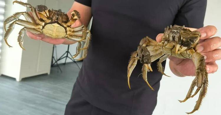 武汉江夏一地大闸蟹大量上市，日产1000斤当天售完，每只螃蟹有自己的“身份证”，吃深海小黄鱼长大
