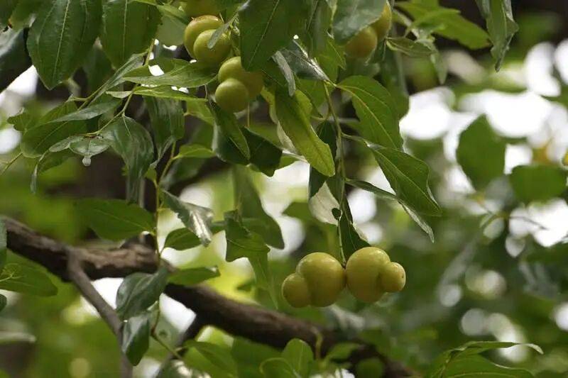 北京西城这两棵老枣树品种很少见，果实都是“葫芦娃”