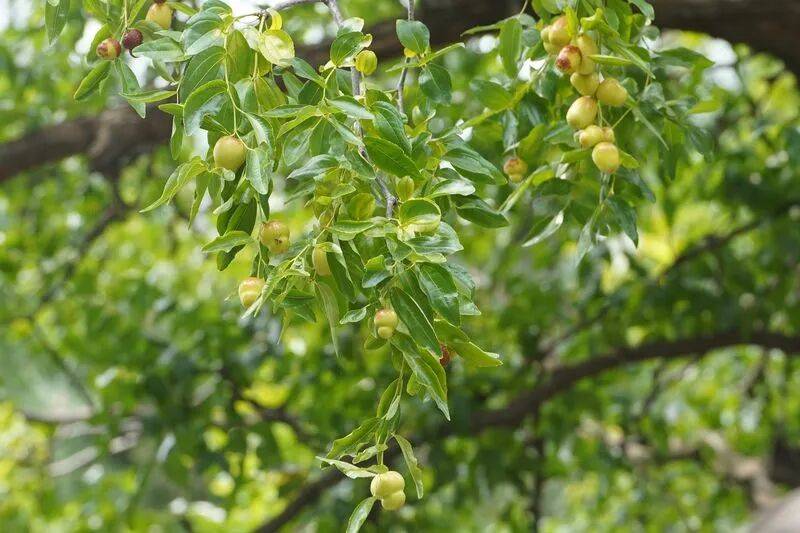 北京西城这两棵老枣树品种很少见，果实都是“葫芦娃”